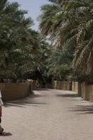 Oase von Al Ain (2)