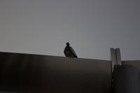 Taube auf dem Burj Khalifa