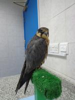 zu Besuch in der Falkenklinik von Abu Dhabi (10)