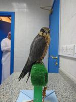 zu Besuch in der Falkenklinik von Abu Dhabi (11)