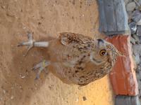 zu Besuch in der Falkenklinik von Abu Dhabi (20)