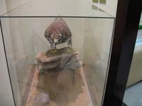 Abu Dhabi Falcon Hospital