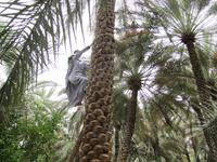 Al Ain - Oase