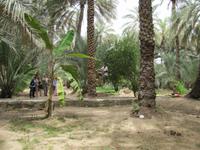 Al Ain - Oase
