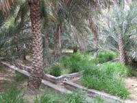 Al Ain - Oase