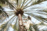 Al Ain - Oase