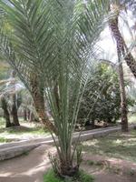 Al Ain in der Oase
