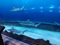 Aquarium Dubai Mall
