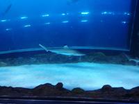 Aquarium Dubai Mall