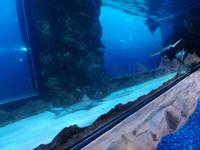 Aquarium Dubai Mall