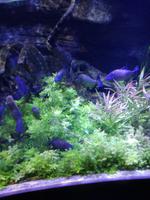 Aquarium Dubai Mall