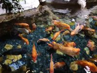 Aquarium Dubai Mall