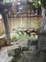 Aquarium Dubai Mall