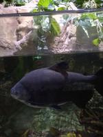 Aquarium Dubai Mall