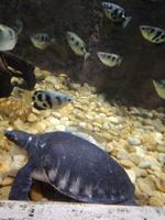 Aquarium Dubai Mall