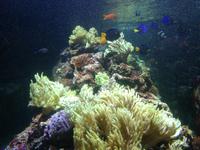 Aquarium Dubai Mall