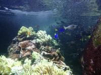 Aquarium Dubai Mall