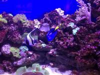 Aquarium Dubai Mall