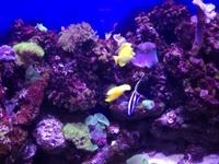 Aquarium Dubai Mall