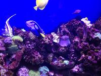 Aquarium Dubai Mall