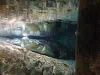 Aquarium Dubai Mall