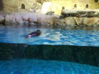 Aquarium Dubai Mall