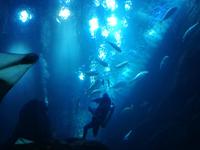 Aquarium Dubai Mall
