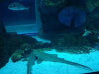 Aquarium Dubai Mall