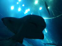 Aquarium Dubai Mall