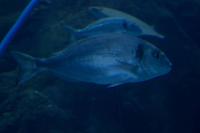 Aquarium in der Dubai Mall (1)