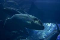 Aquarium in der Dubai Mall (18)