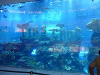 Aquarium in der Dubai Mall