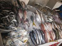 Auf dem Fischmarkt