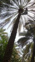 Ausflug nach Al Ain - Rundreise Arabische Emirate