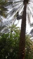 Ausflug nach Al Ain - Rundreise Arabische Emirate
