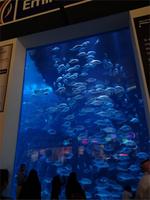 Das Aquarium im Dubai Mall