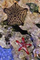 Dubai Aquarium