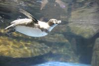 Dubai Aquarium