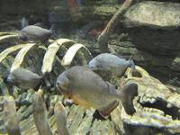 Dubai Mall Aquarium