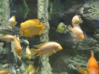 Dubai Mall Aquarium