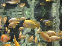 Dubai Mall Aquarium