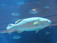 Dubai Mall Aquarium