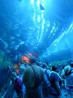 Dubai Mall