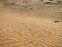 Dubai Wüstensafari 