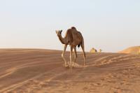 Dubai Wüstensafari 