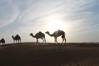 Dubai Wüstensafari 