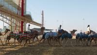 Dubai: an der Kamelrennbahn