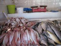 Fish Souk in Sharjah