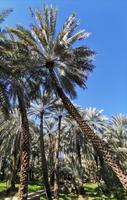 Hili Gärten, Al Ain, Abu Dhabi