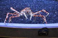IMG_2962_Riesenkrabbe im Dubai Mall Aquarium